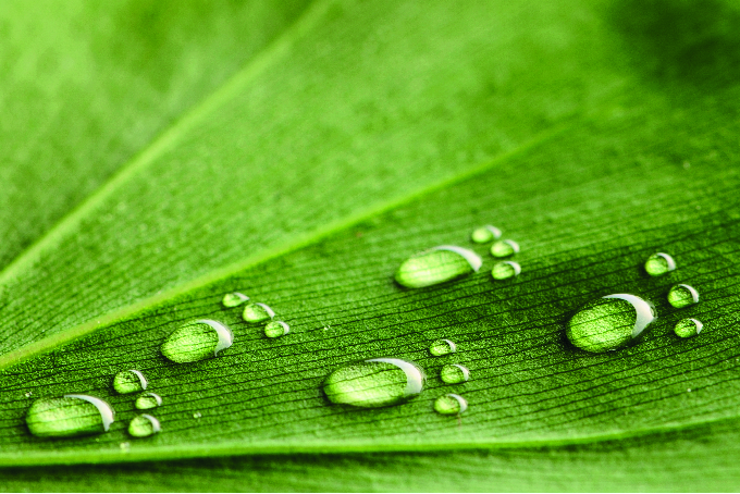 Green leaf with water droplets