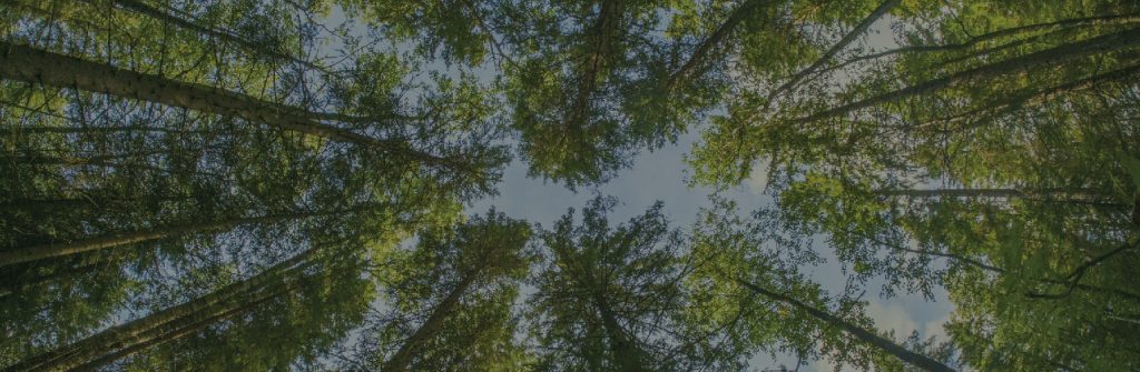 green trees and sky