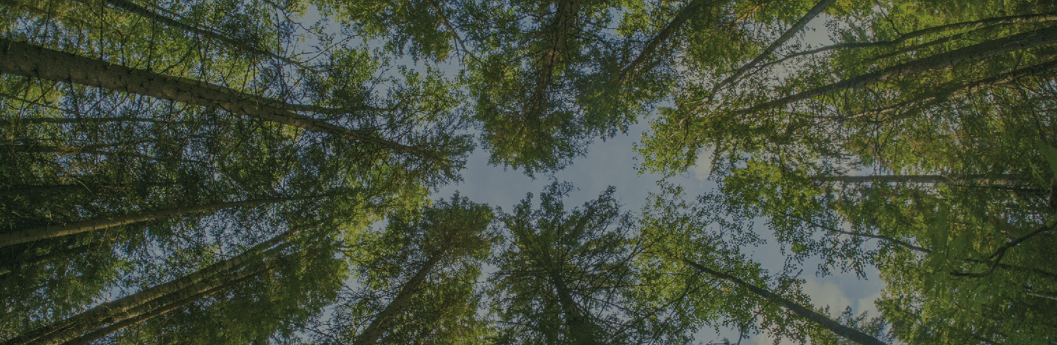 green trees and sky