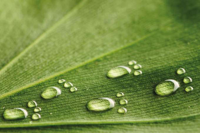 Green leaf with water droplets