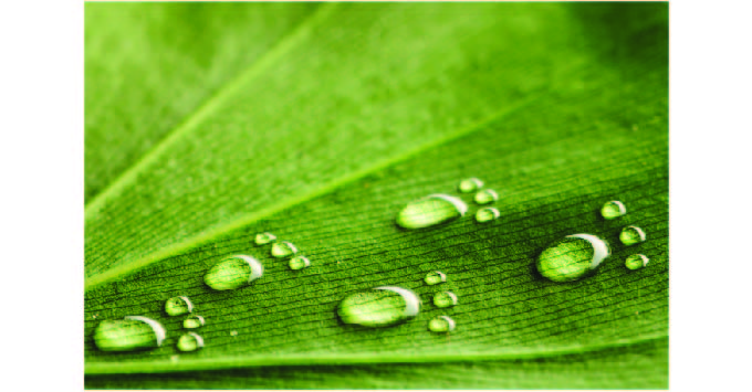 water droplets on a green leaf