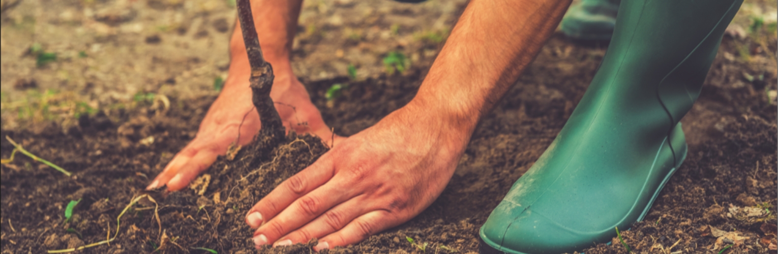 Man planting a tree