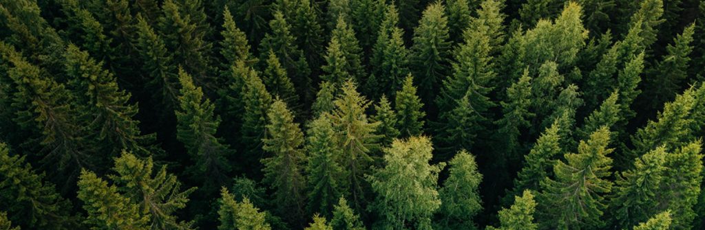 a forest