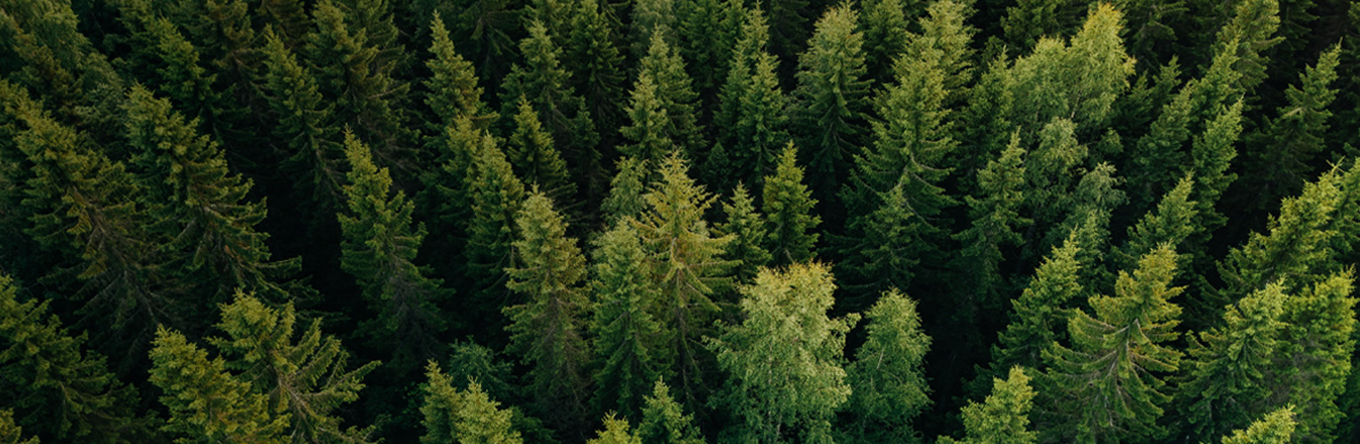a forest