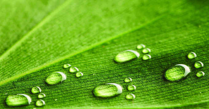 Green leaf with water droplets